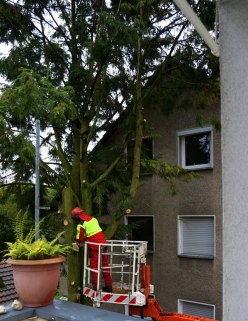 Hier steht er noch, die starken und dichten Äste sind bereits abgesägt!