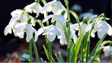 KK schneegloeckchen1