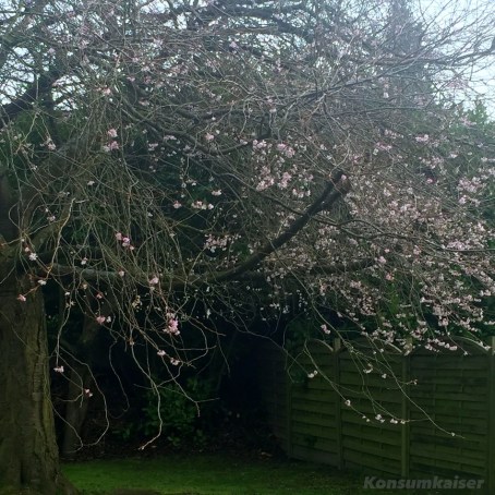 Weihnachtsstimmung? Nee, Kirschblüte!