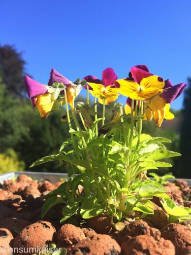 KK Stiefmütterchen aug