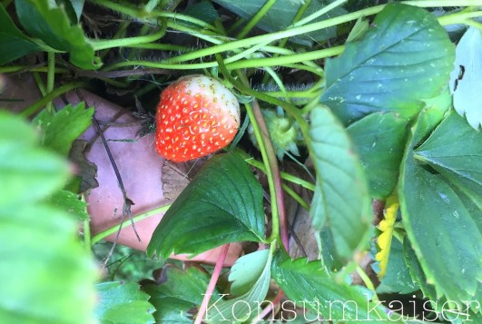 kk-erdbeere-1