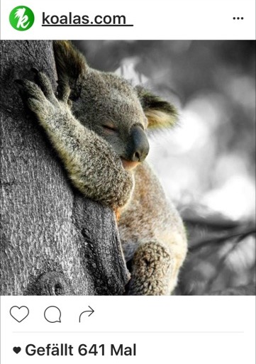 kk-insta-koala-sleeping