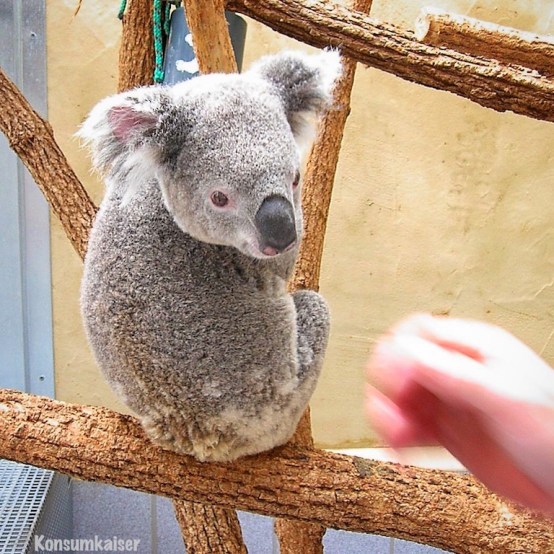 kk-koala-1