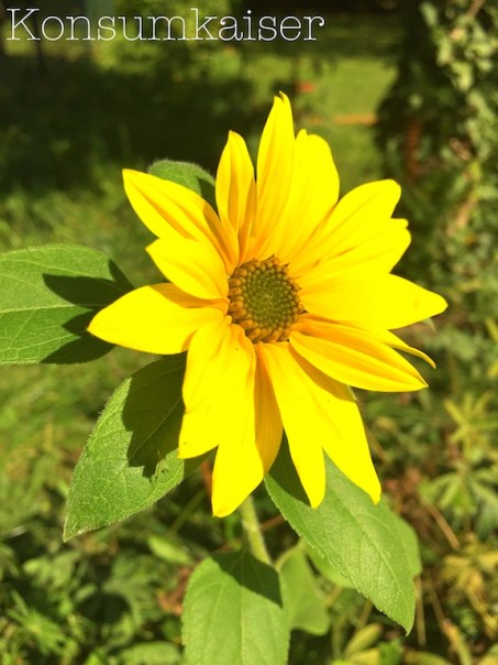 kk-sonnenblume