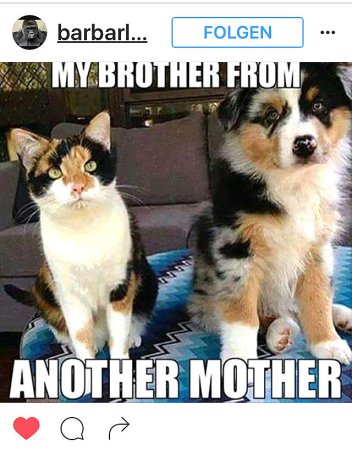 kk-insta-hund-und-katze