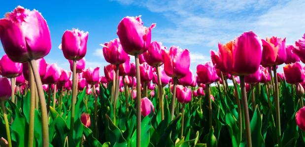 kk-spring-is-comming